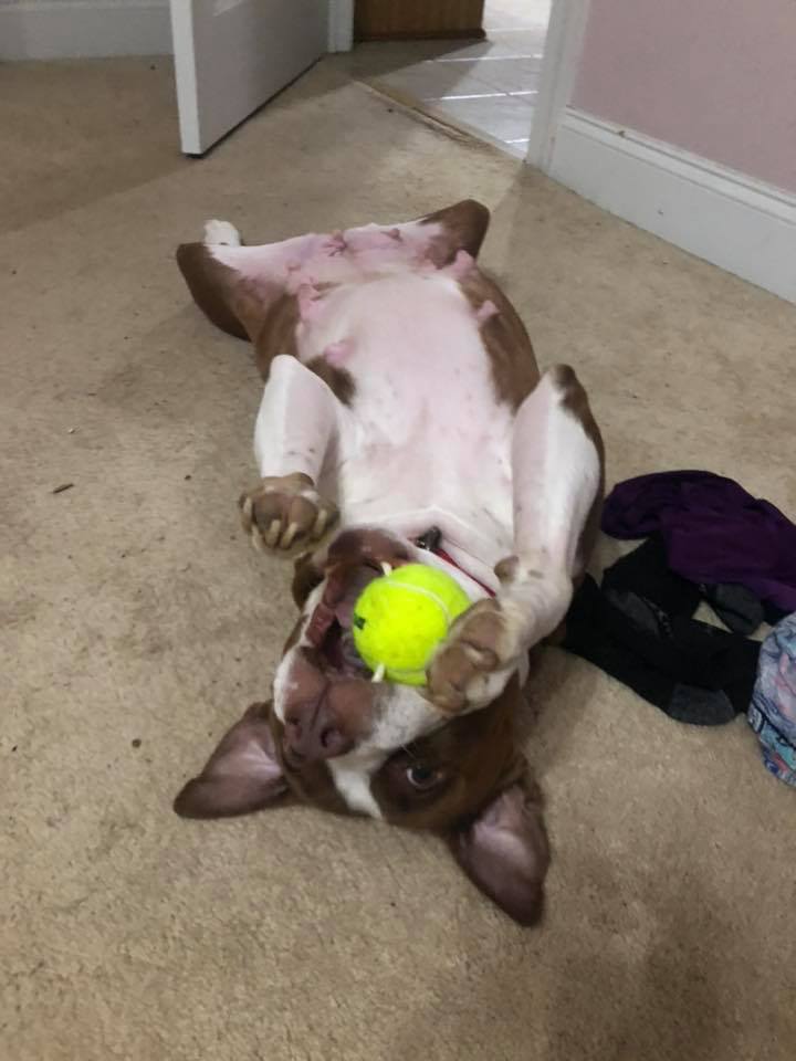 daisy5.jpg