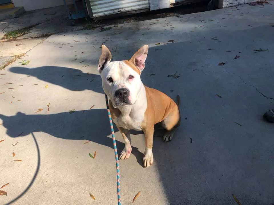 Pit Bull Rescue In North Carolina