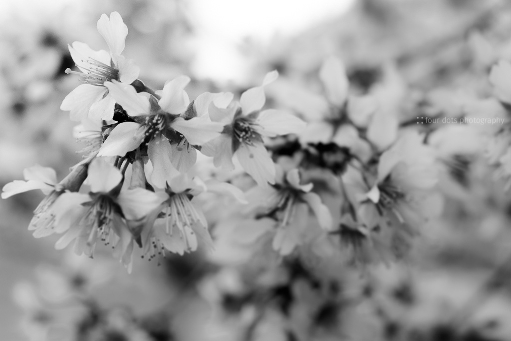 tree blossoms black and white