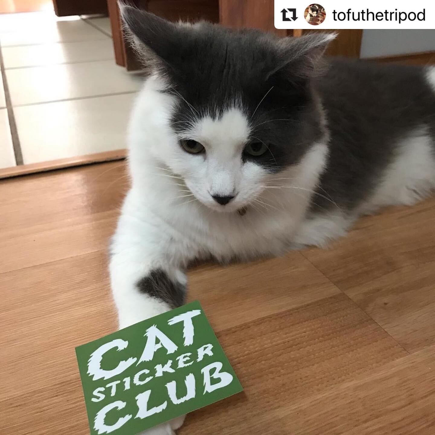 #Repost @tofuthetripod with @make_repost
・・・
I am a proud member of the @cat_sticker_club and received my first sticker this week! So fun! 😻 #tofuthetripod #catsofinstagram #catstickerclub