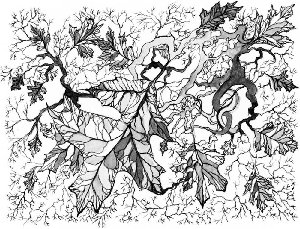 Leaves, East Rock, New Haven