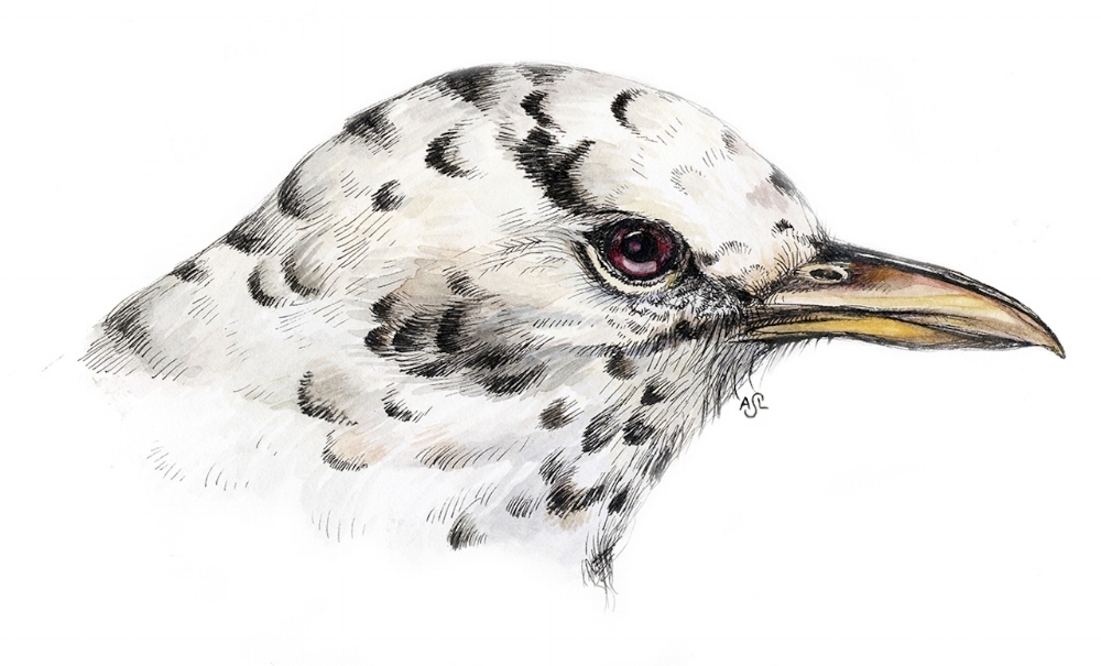 Albino Robin, drawn from the archives of the Peabody Museum ornithology collection