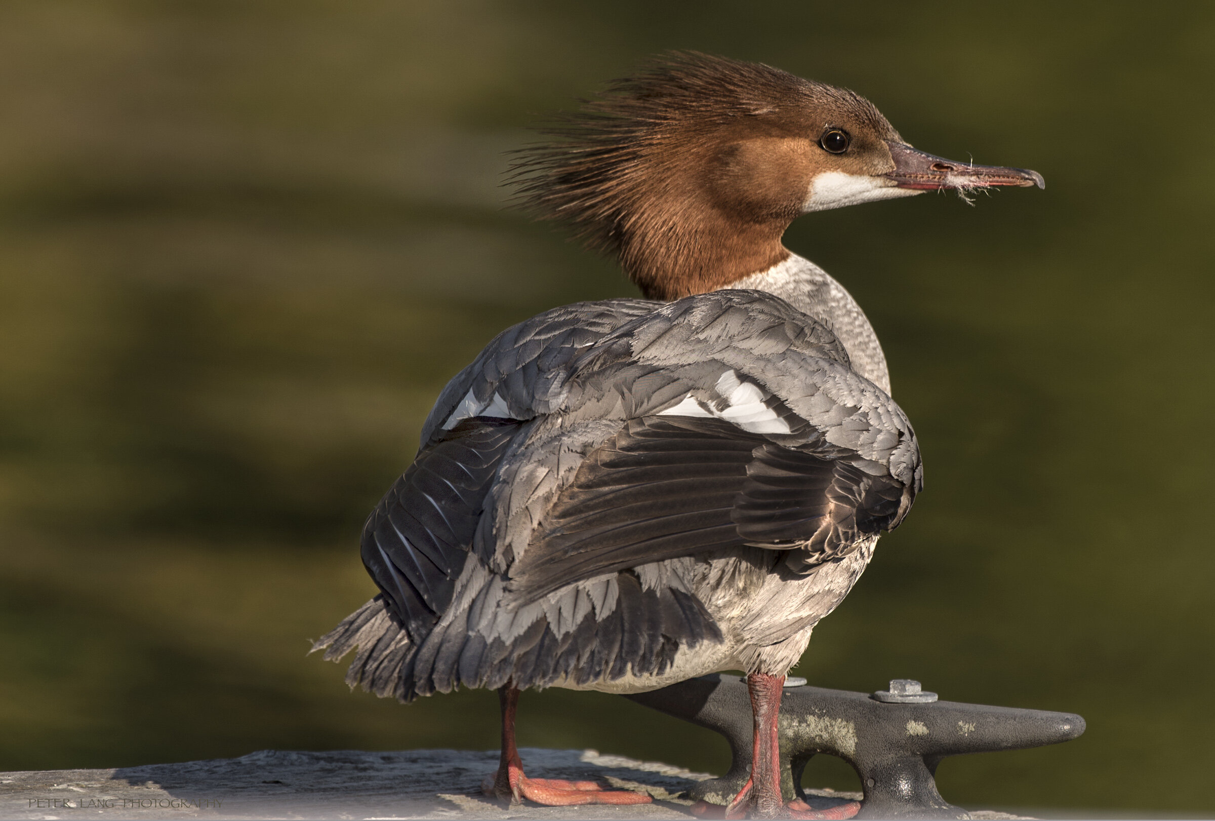 Merganser Sunset