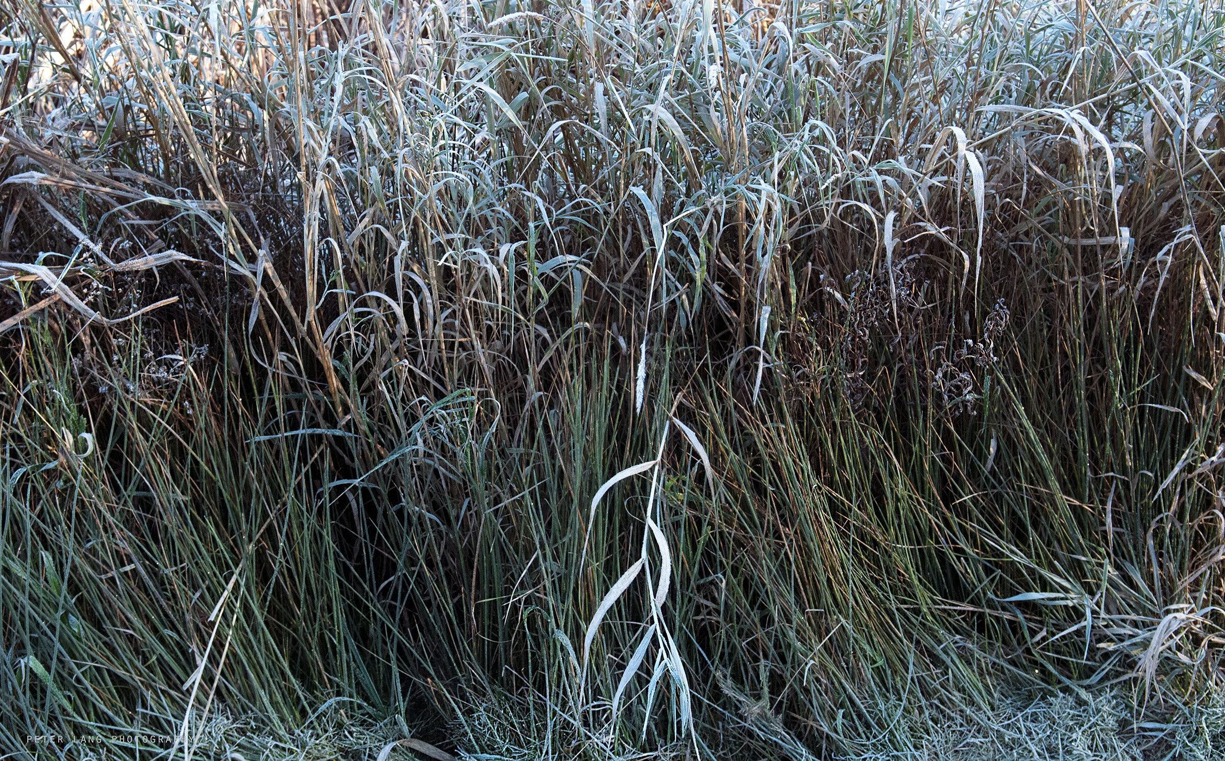 Winter Grass