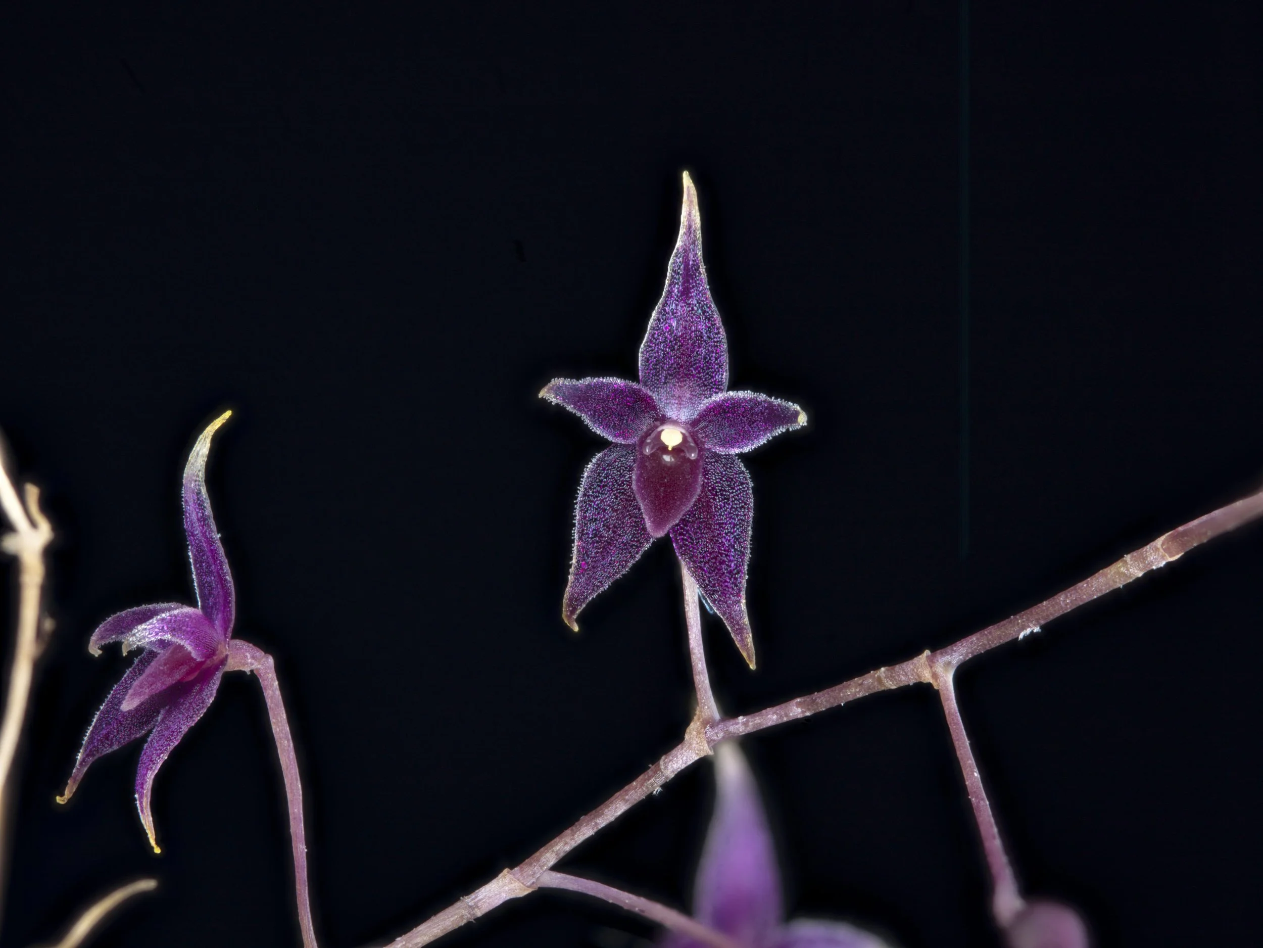 Lepanthopsis astrophora