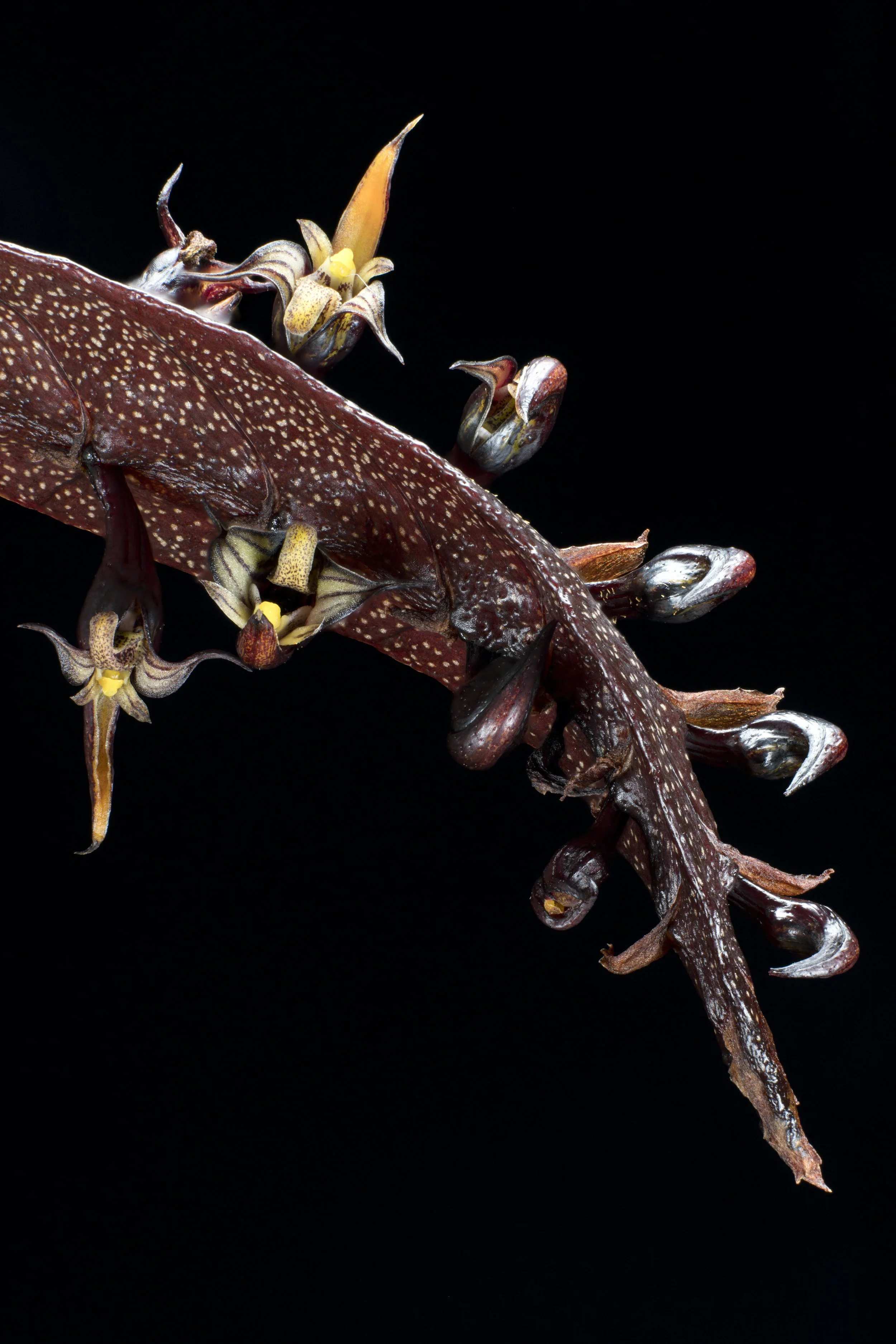 Bulbophyllum