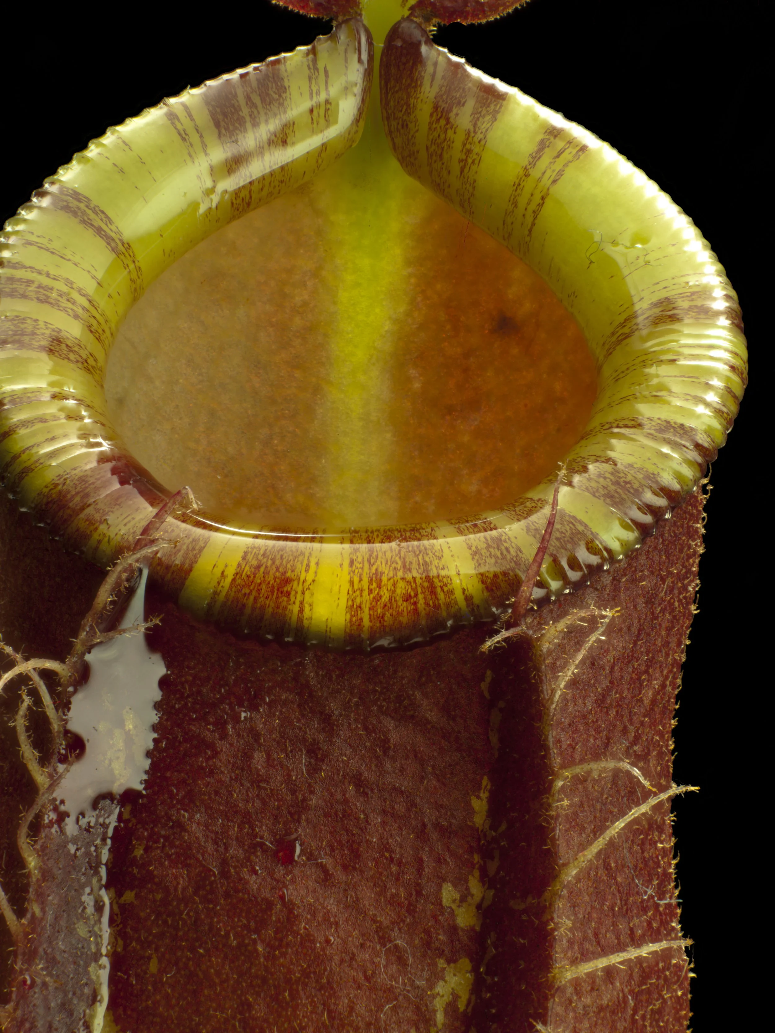 Nepenthes ampullariaX