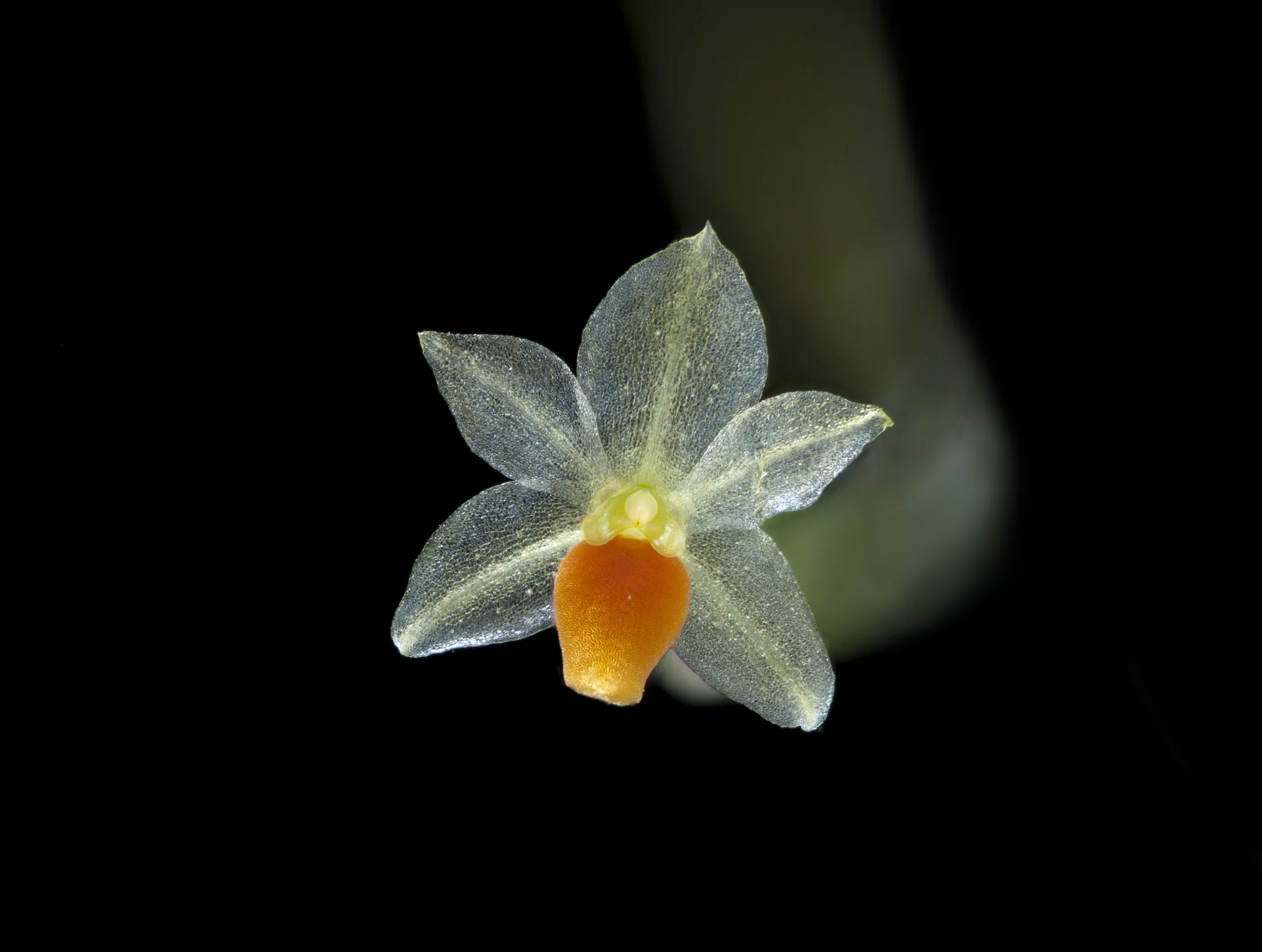 Platystele repens