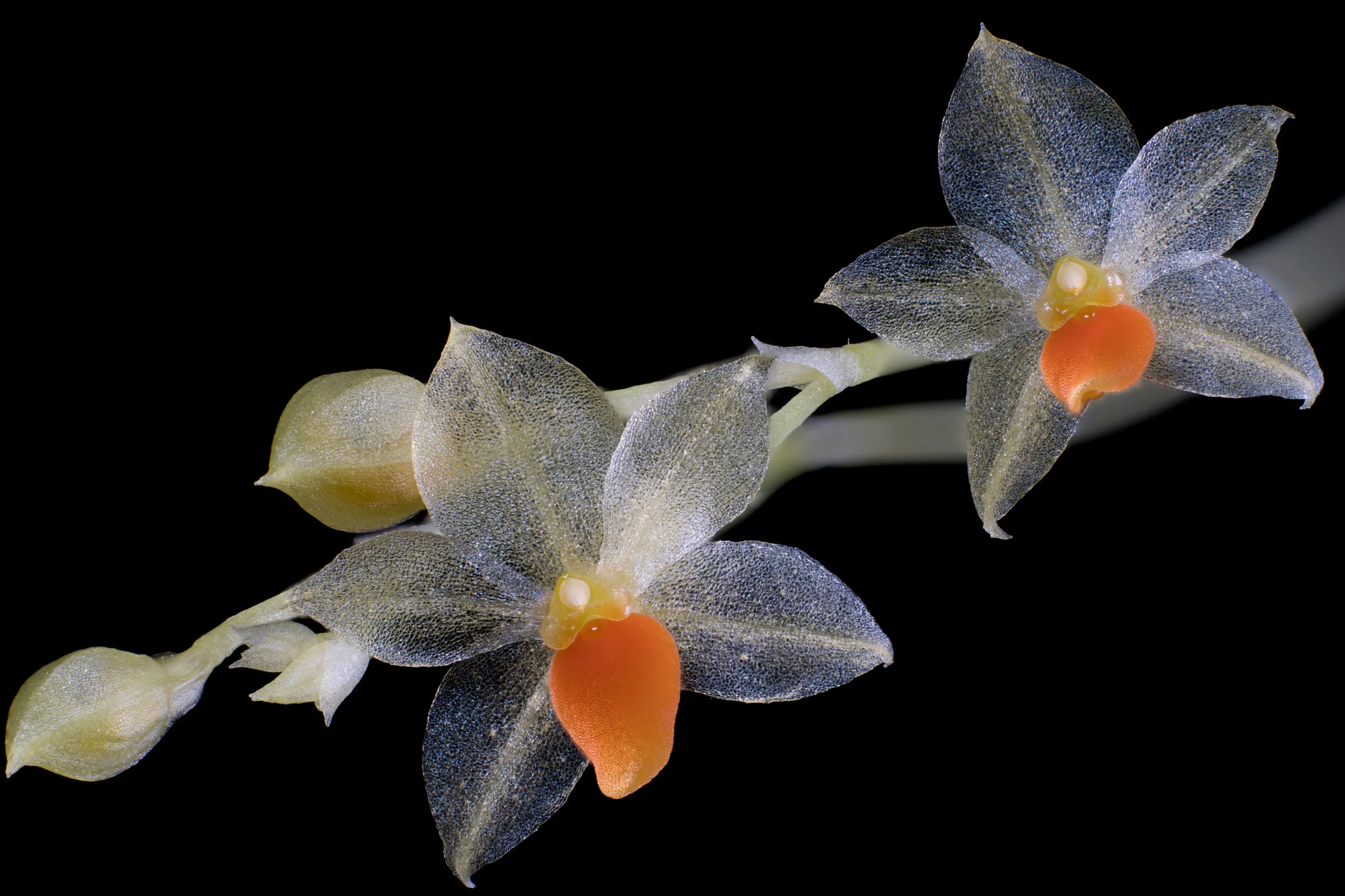Platystele repens brothers