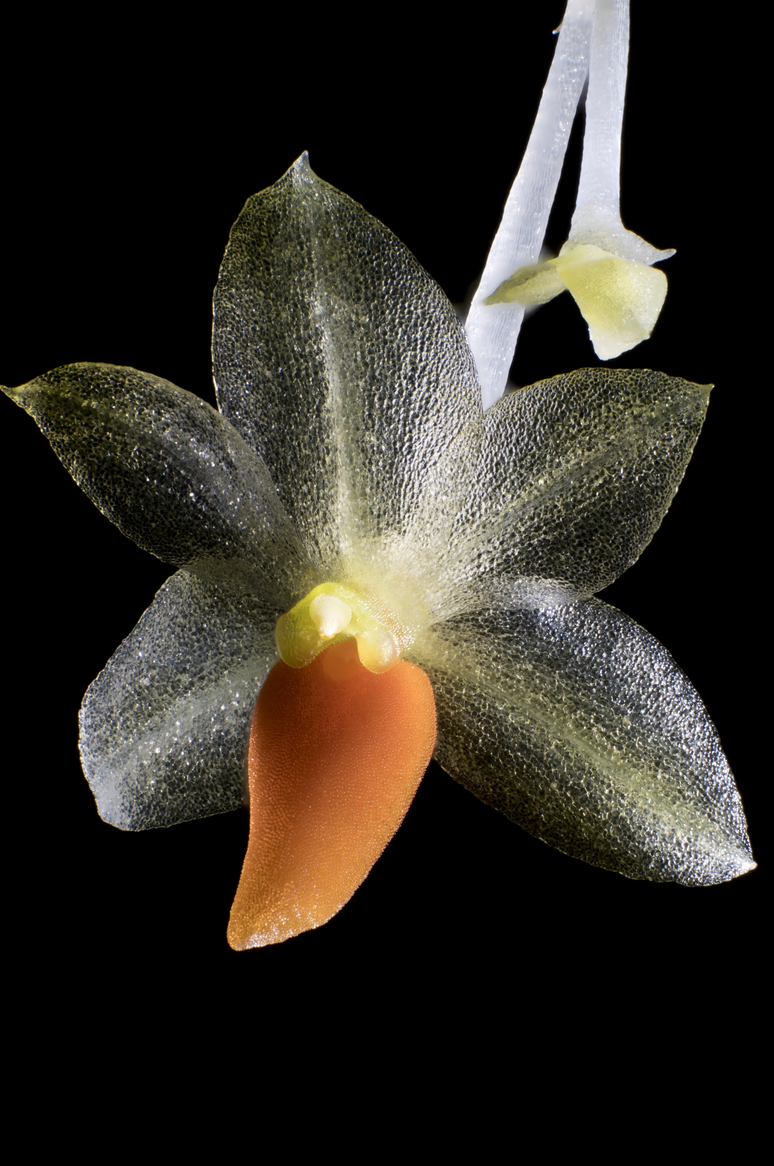 Platystele repens closeup