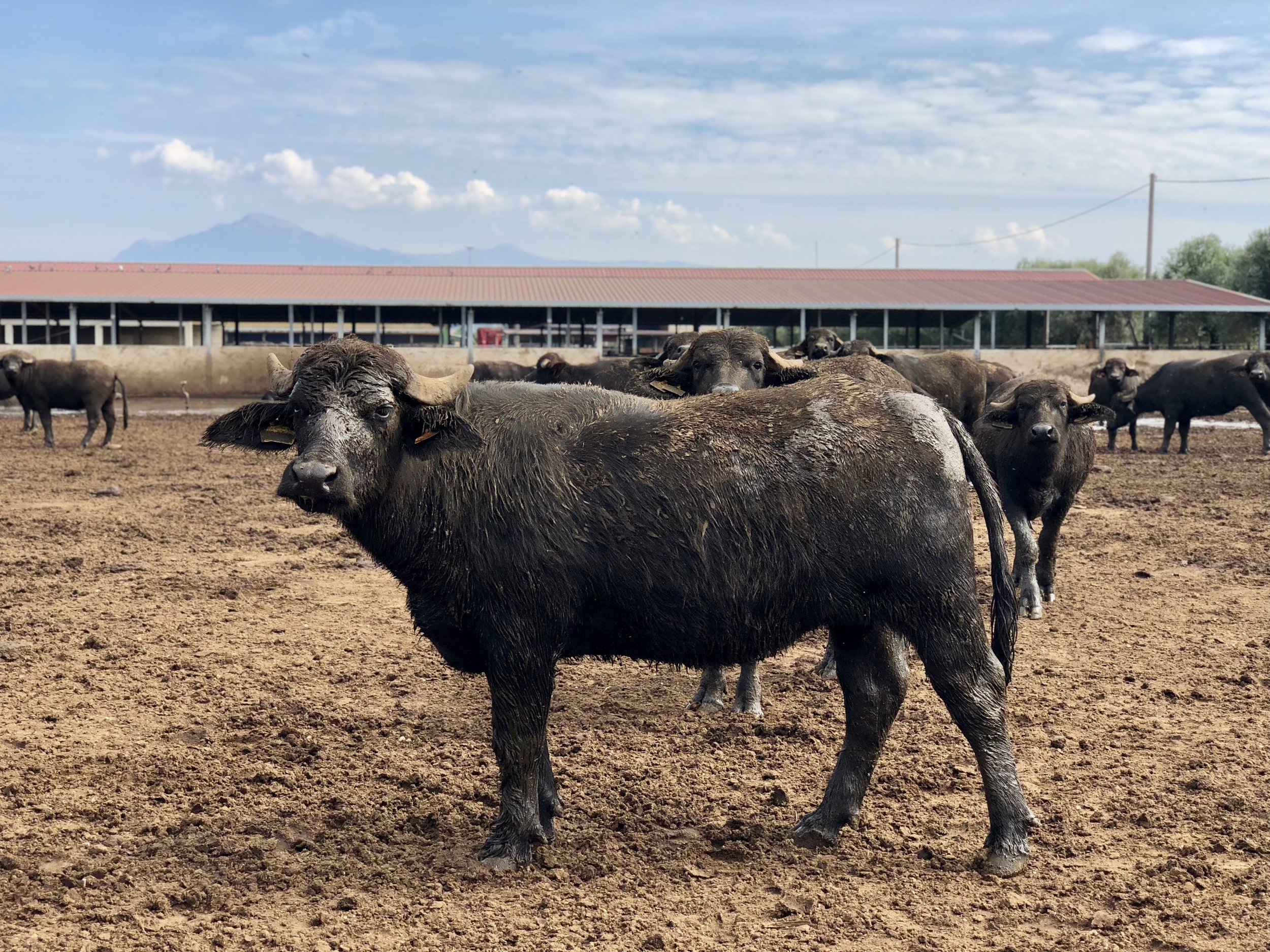 Buffalo at the Baronessa's farm