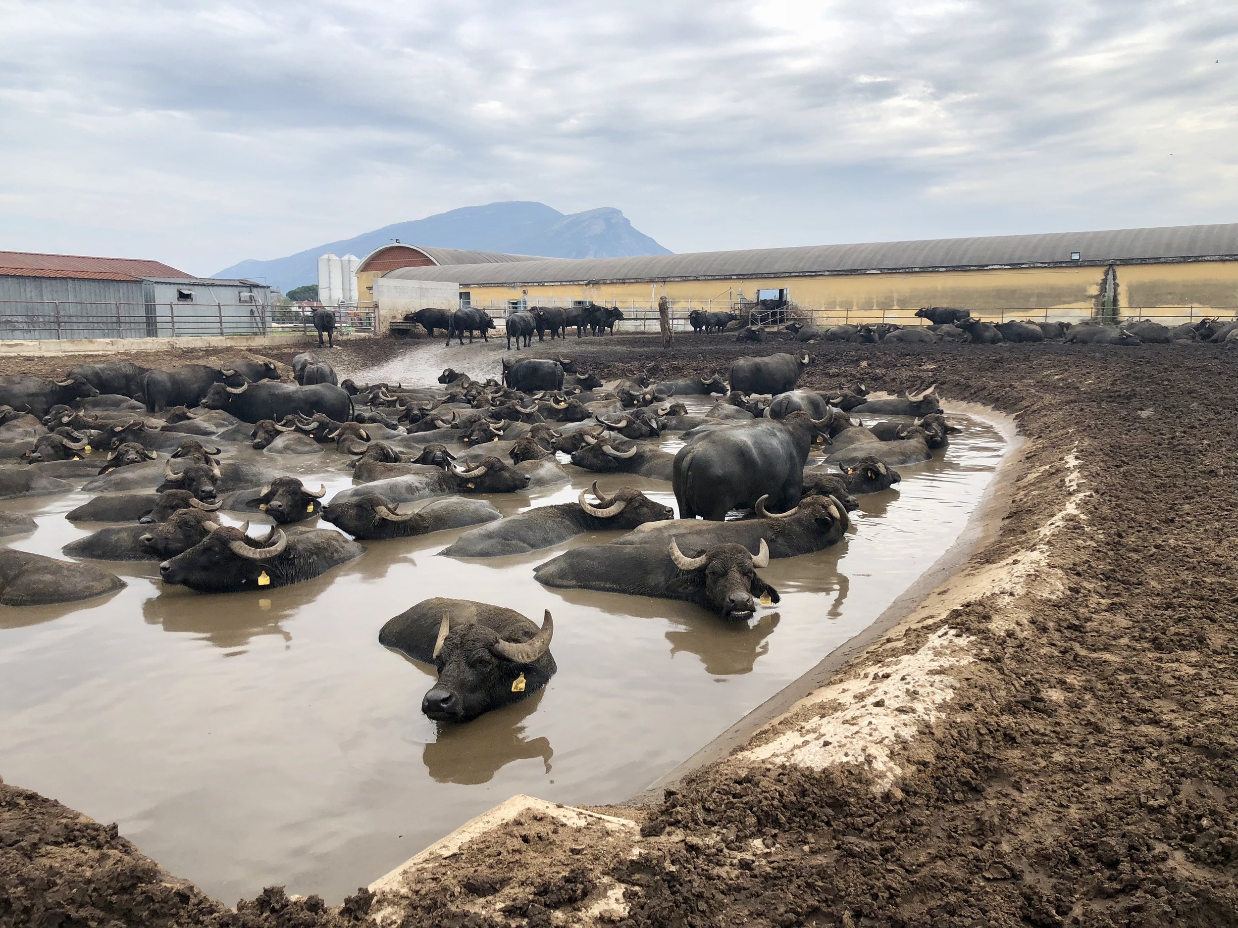 Water buffalo