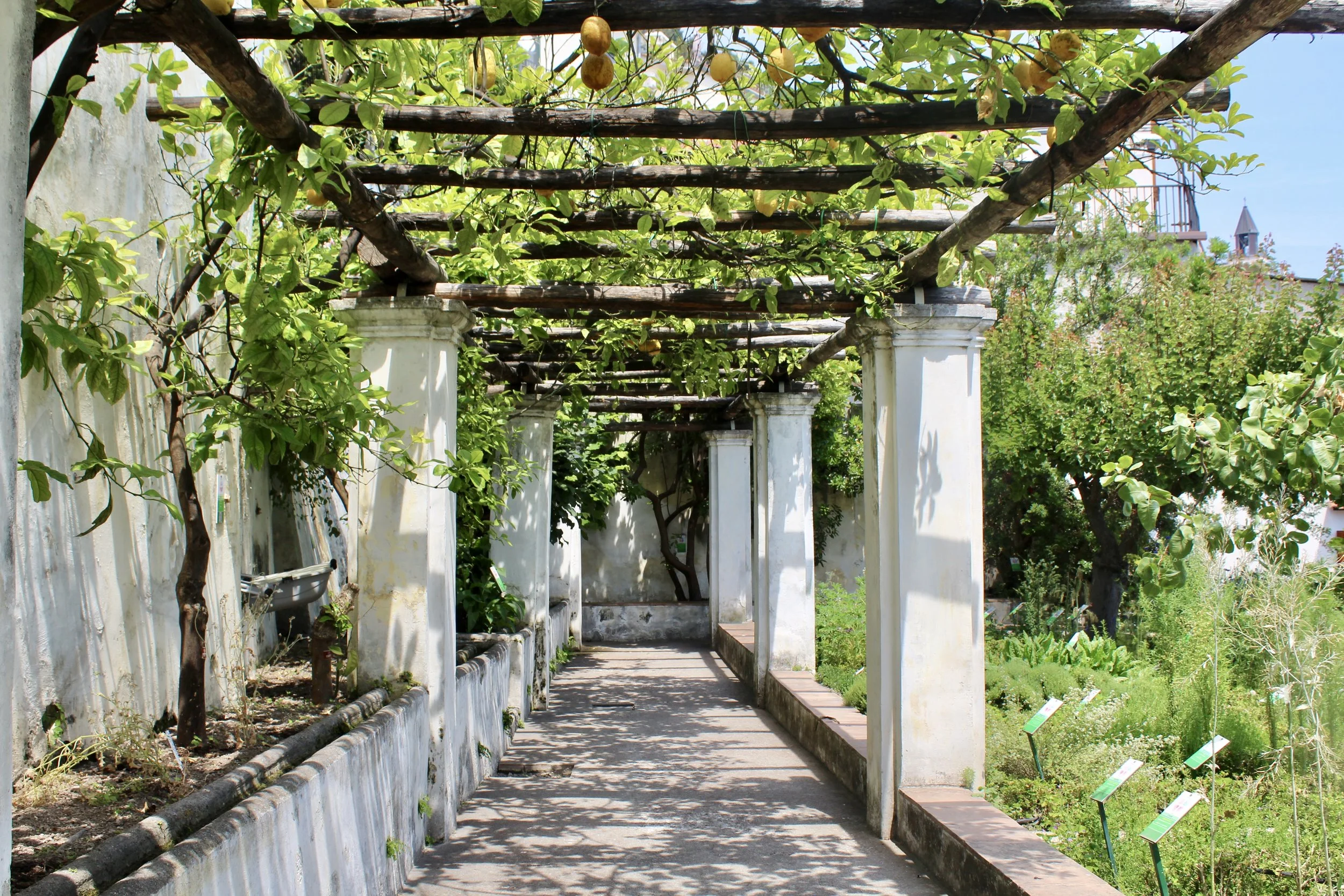 Salerno Medical School Gardens