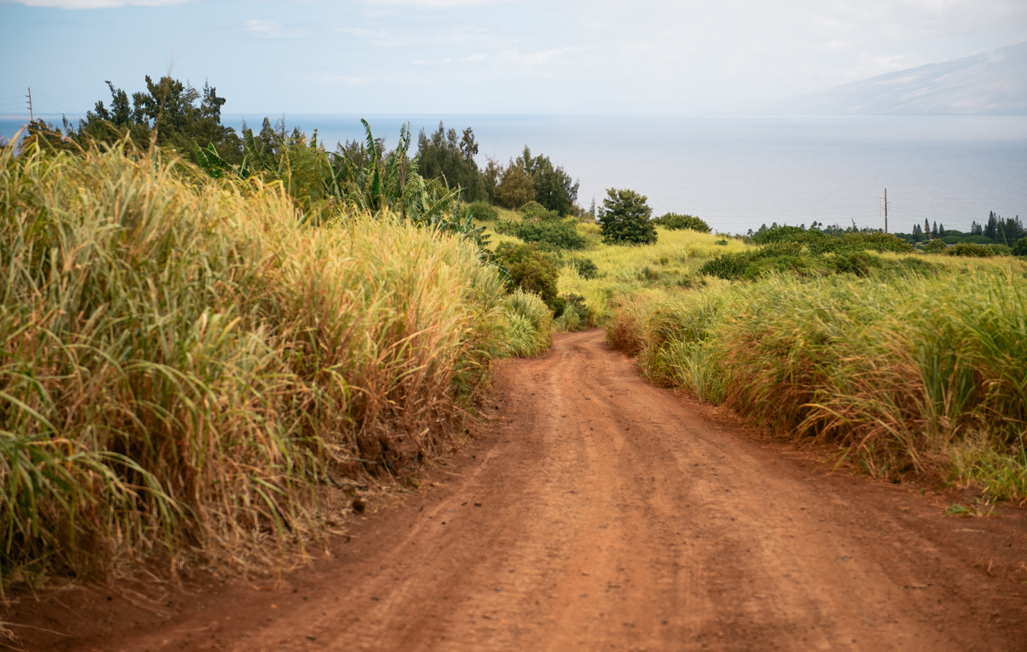 maui-D800-2014 1157.jpg