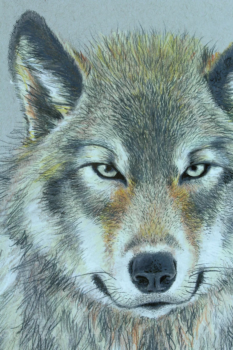 ghostriverwolfillustrationweb-2.jpg