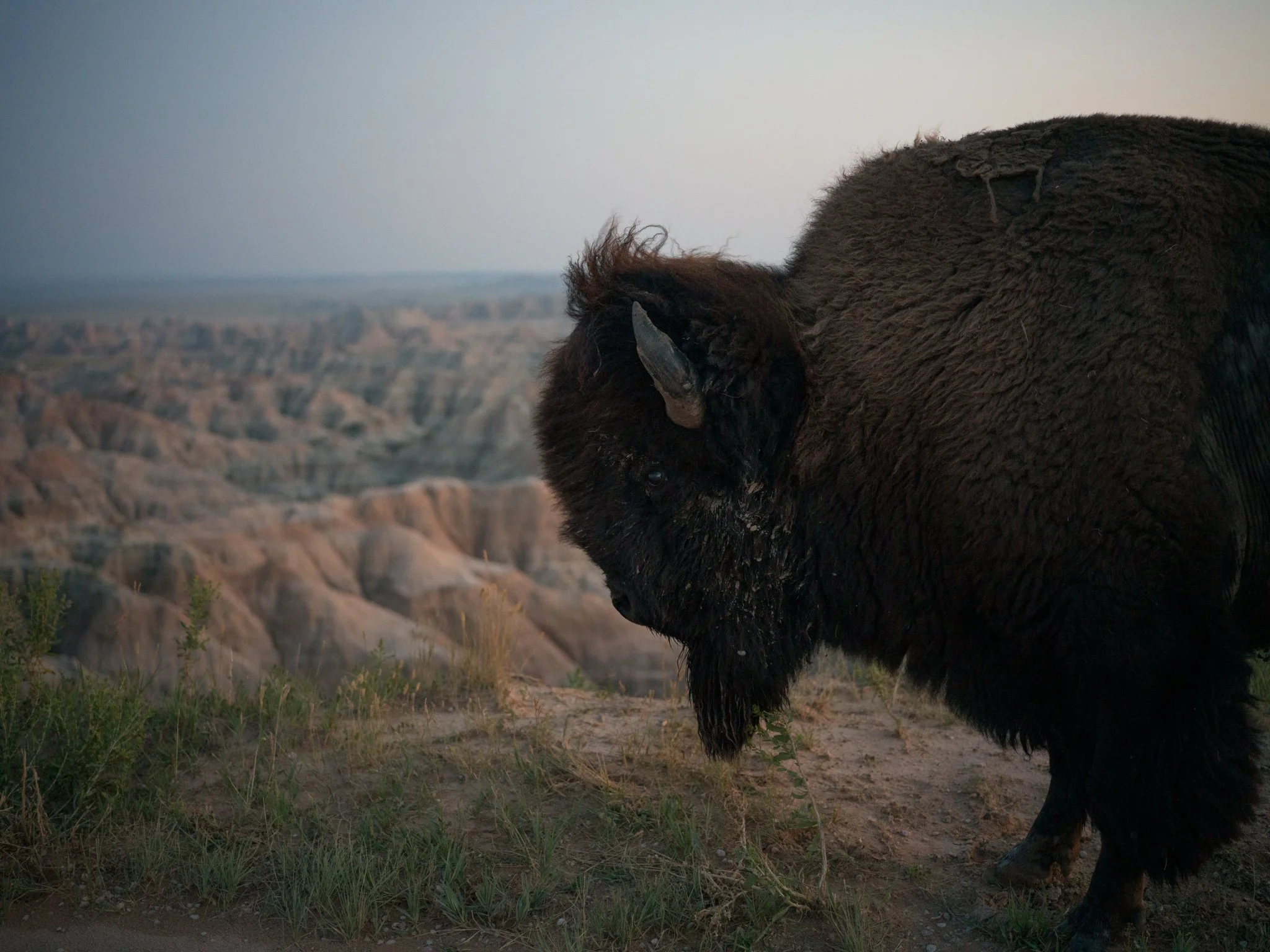 03-Bison_Badlands_National_Park_Overlook.jpg