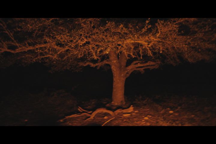 night tree still.jpg