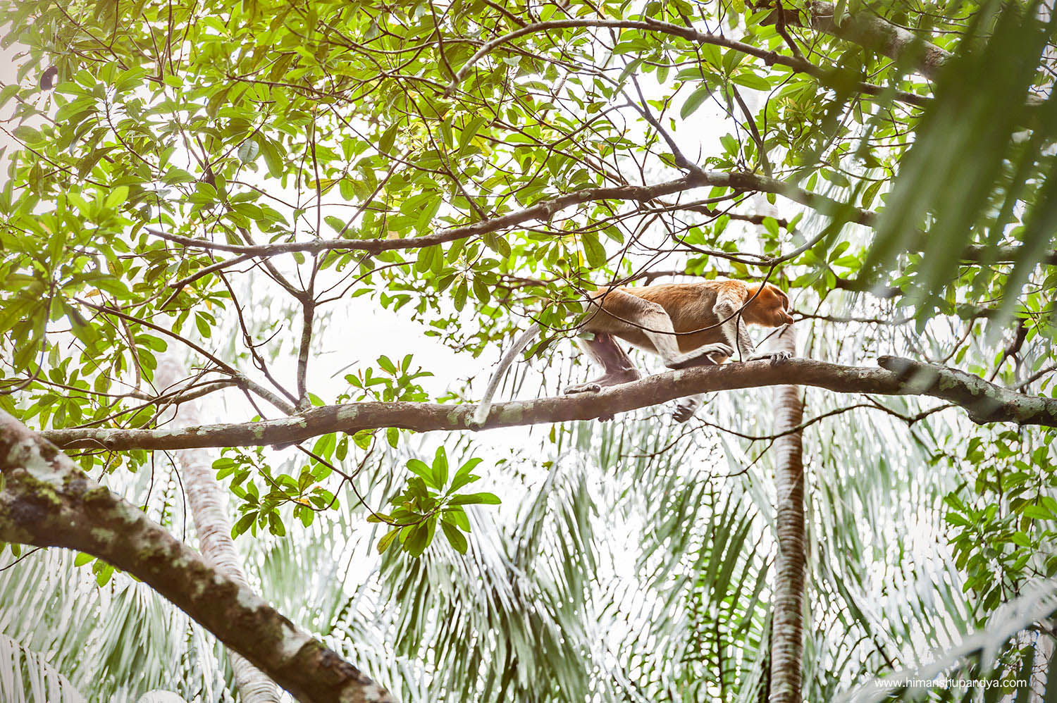 BORNEO, MALAYSIA back to PLACES