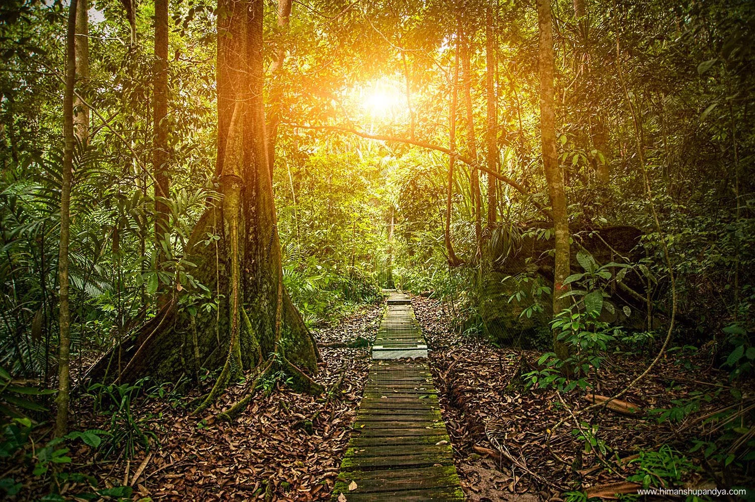 BORNEO, MALAYSIA back to PLACES