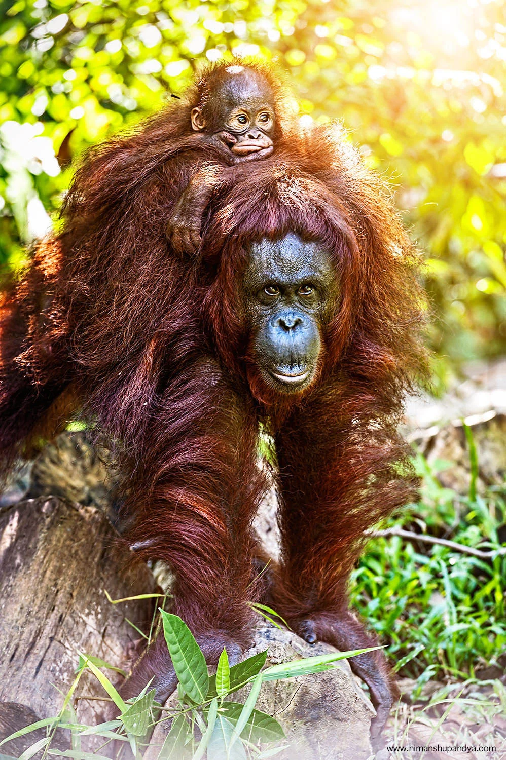 BORNEO, MALAYSIA back to PLACES