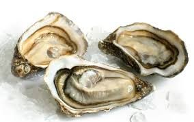 oysters.png