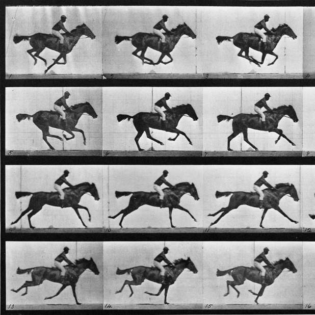 id22989-animal-locomotion.jpg