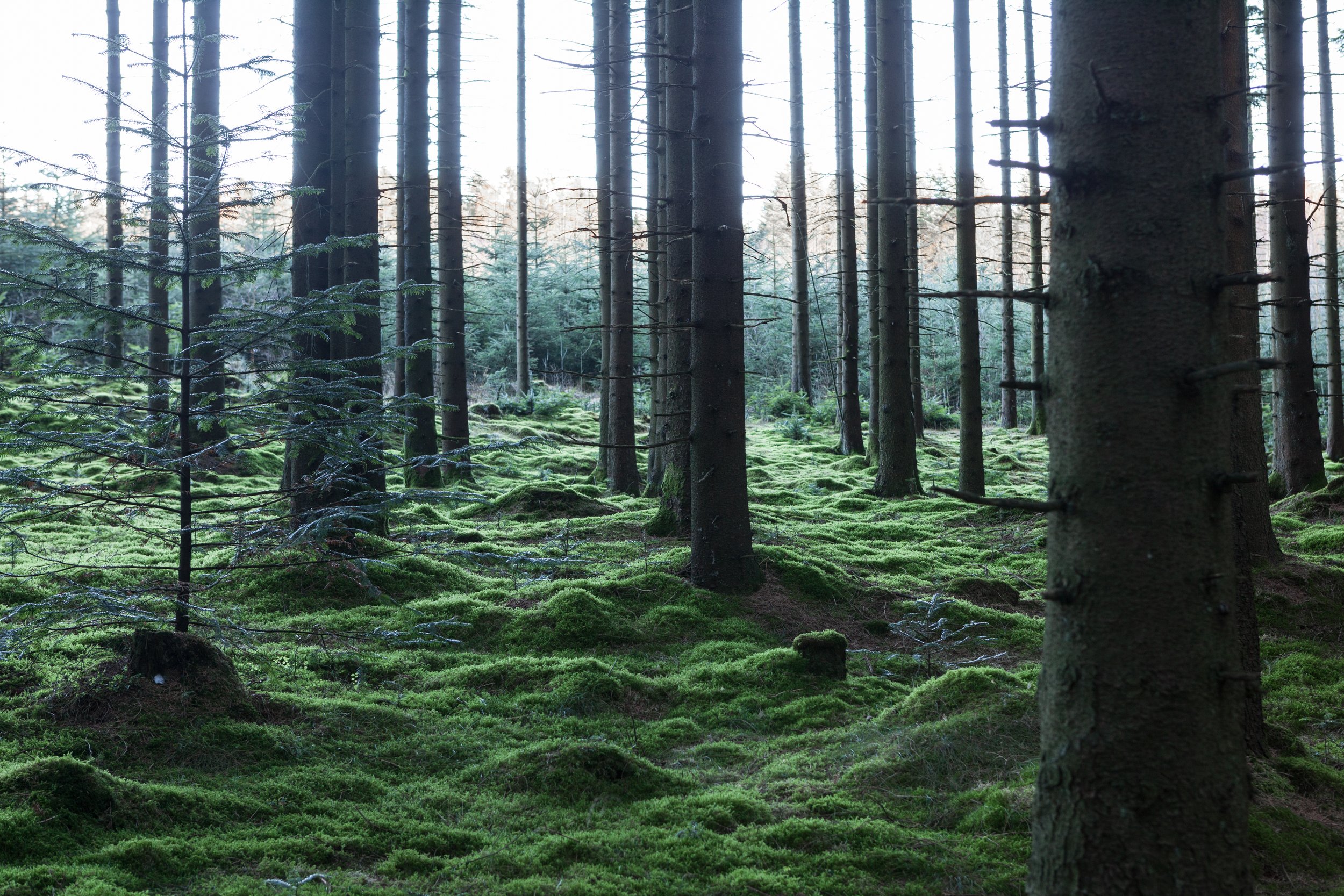 Familiearrangement i skogen