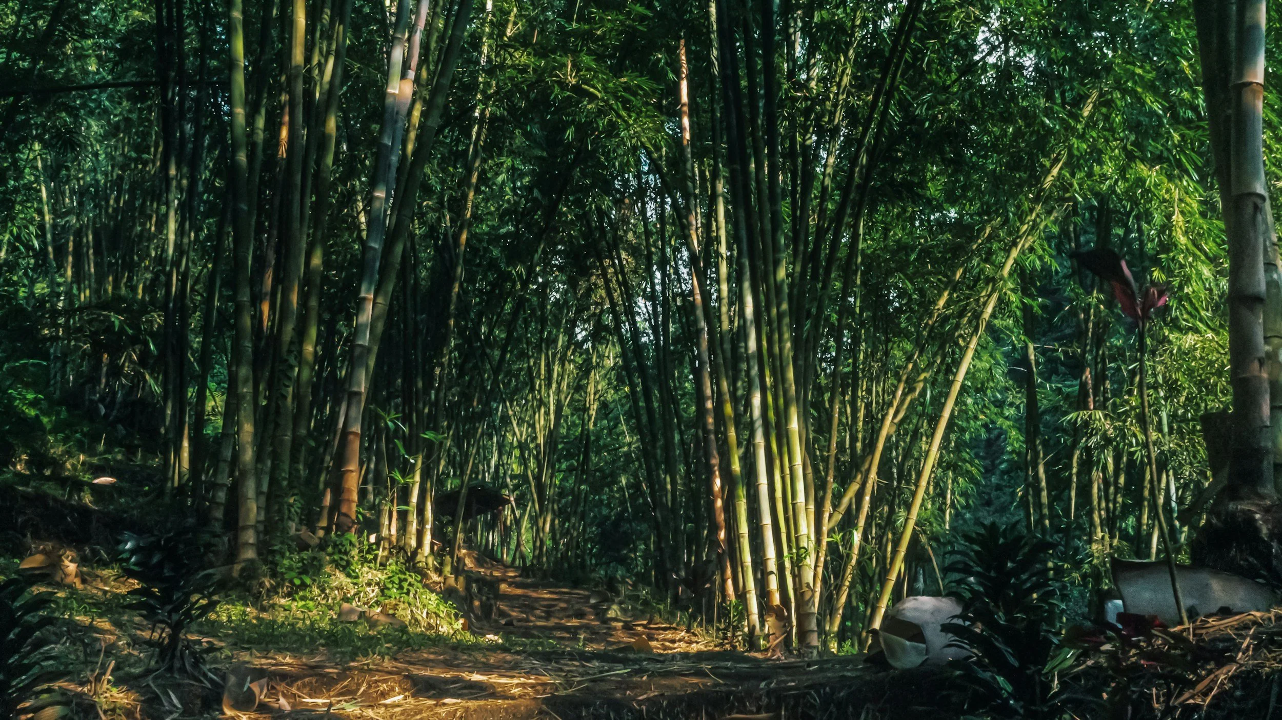 Die Zeitqualität vom 2.–12. Februar 2026