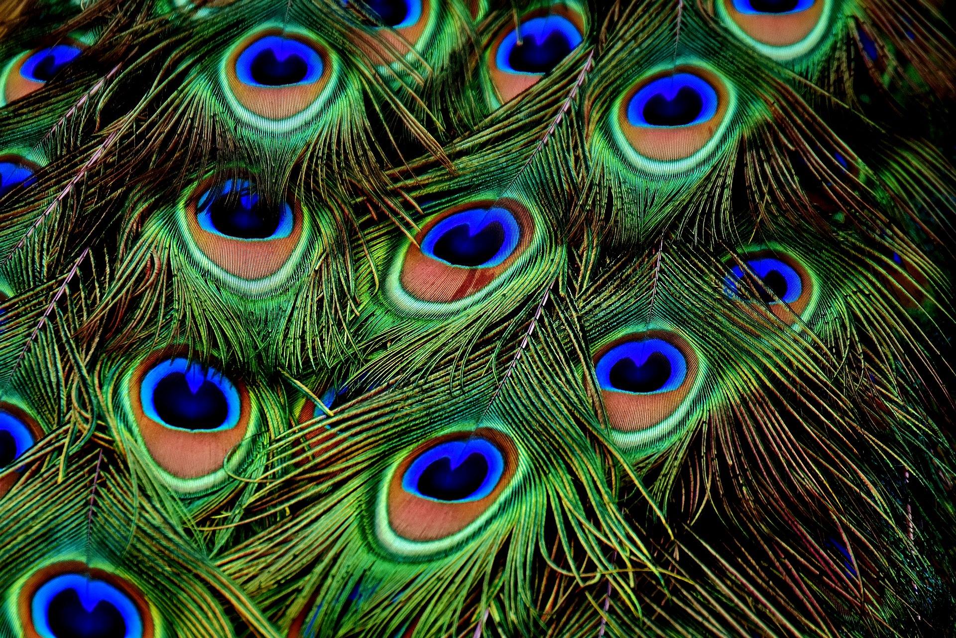 peacock.jpg