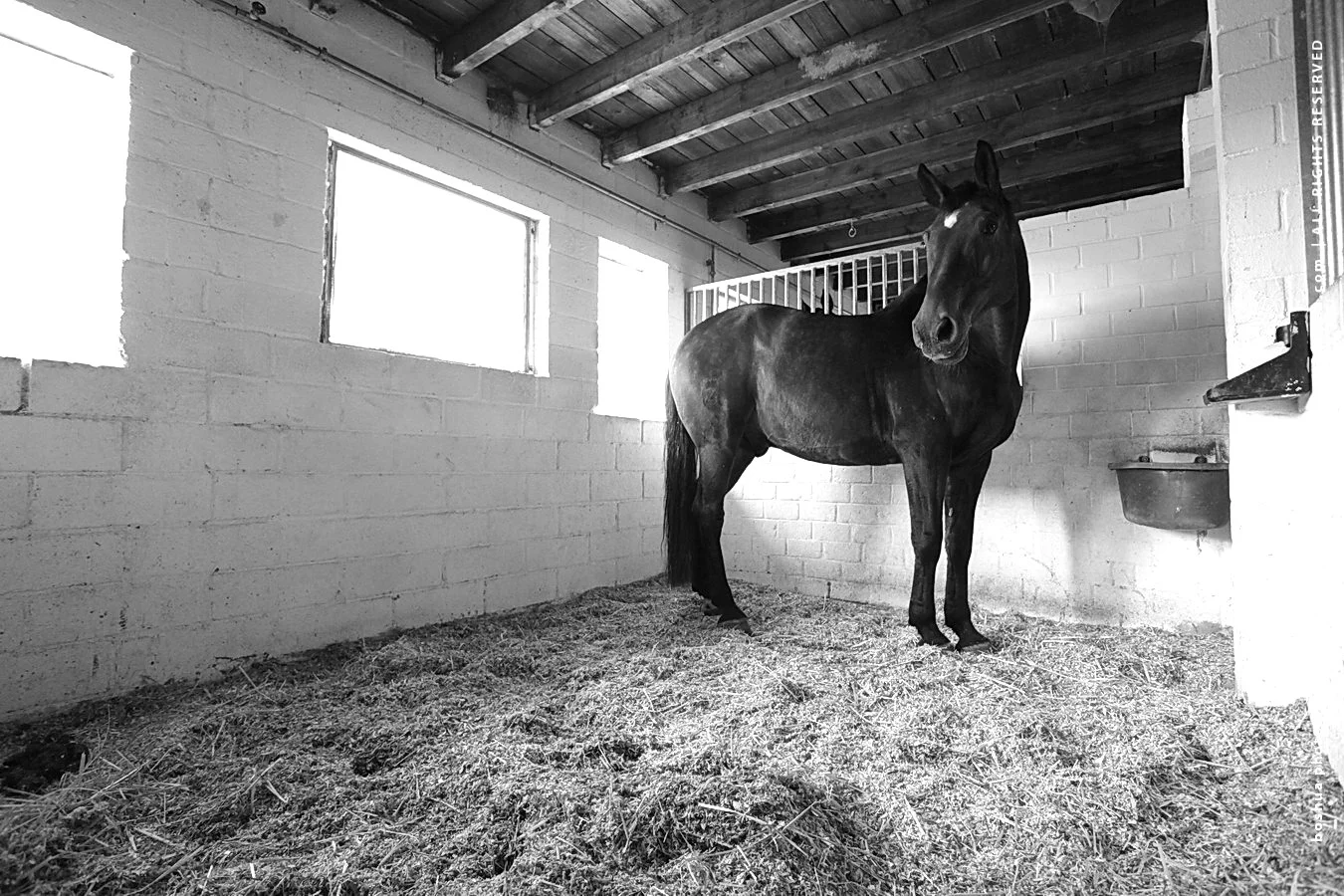 Derby_6_sable big.JPG