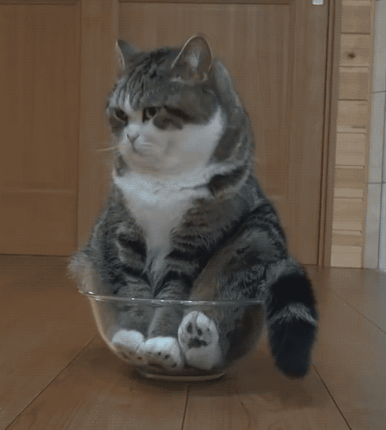 giphy-3 copy.gif