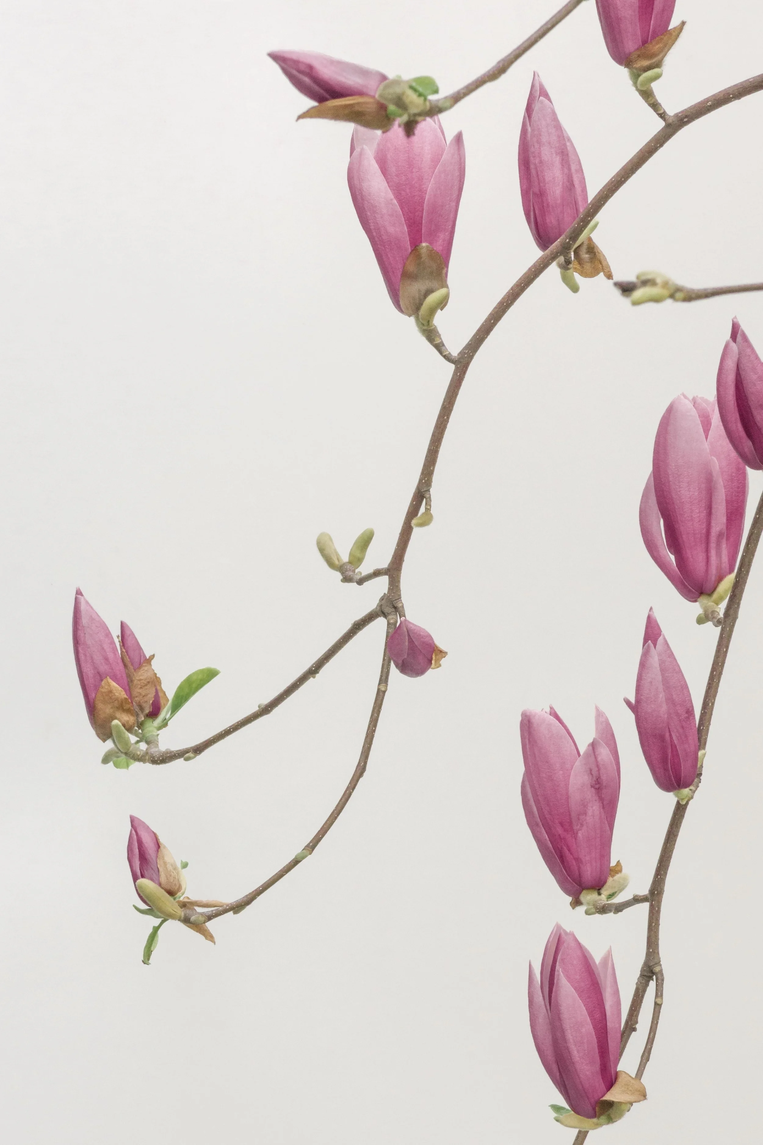 han-chenxu-+spring+bud.jpg