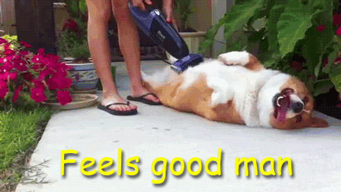 resting hund.gif