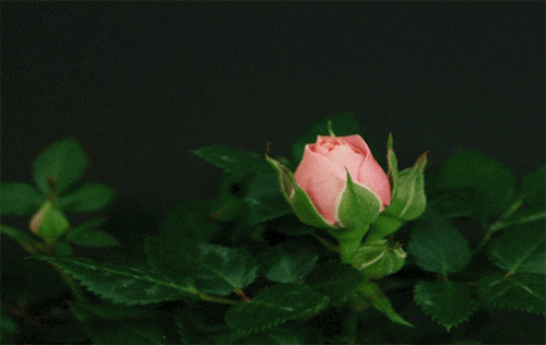 🌸 BLOOM Virtual day retreats are here!