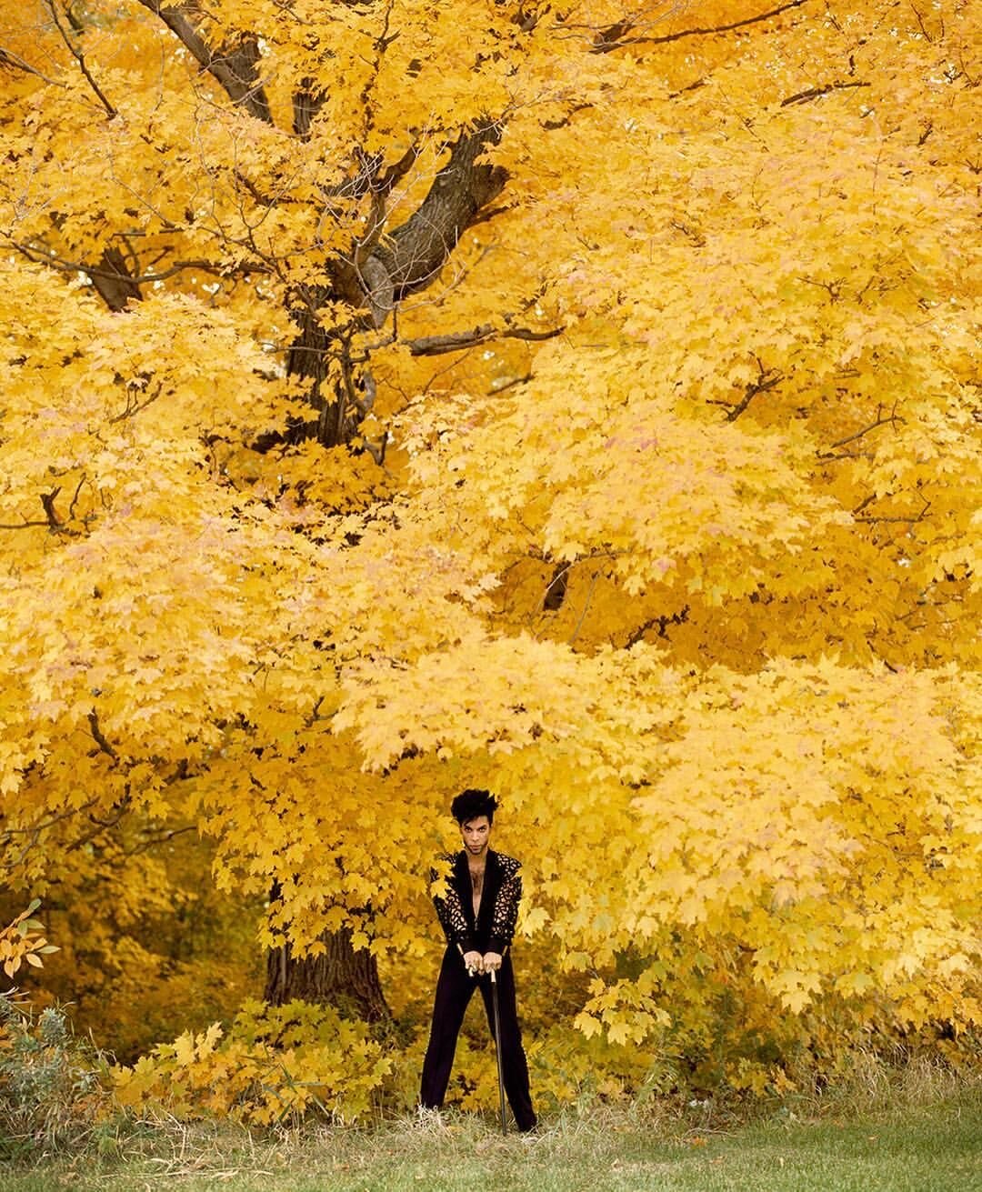 prince autumn standing.jpeg