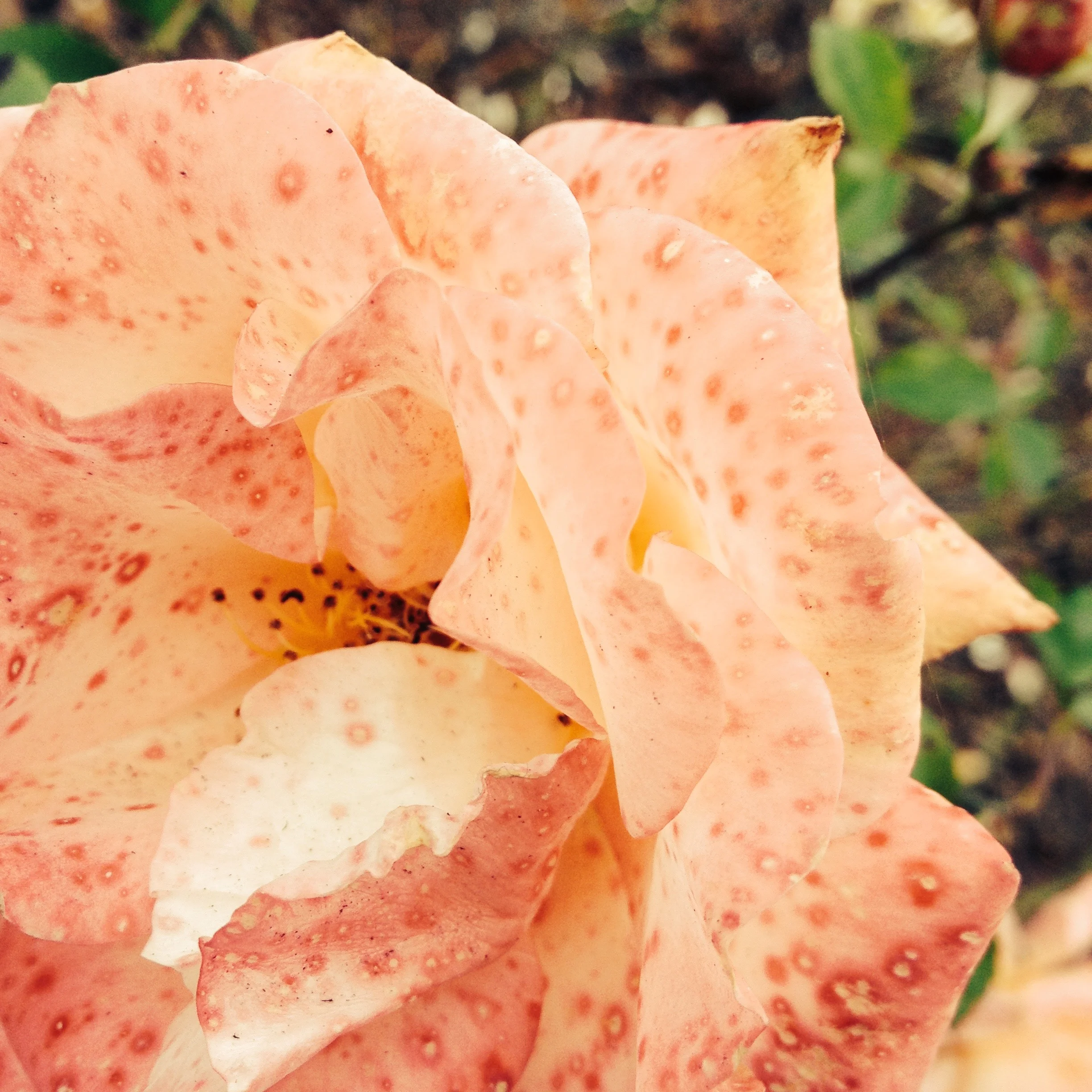 Monday Stories: Tilda 