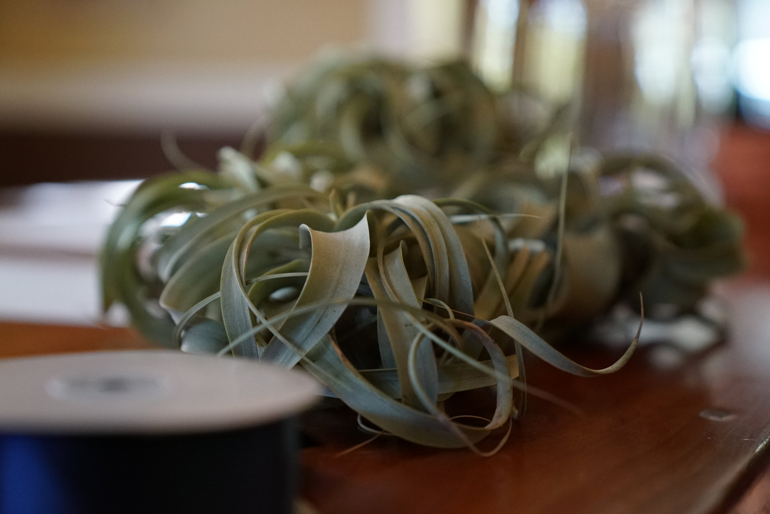 Tillandsia xerographicas being prepped for the head table decorations 