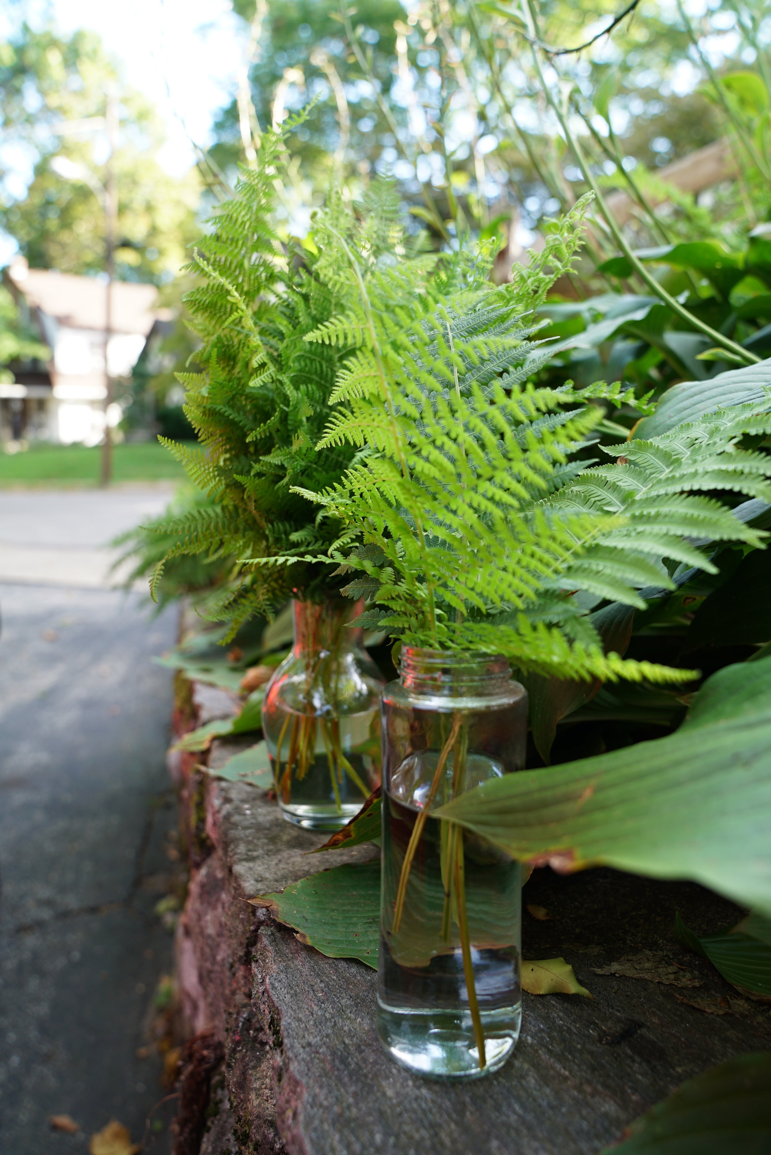  Jars filled with delicate ferns 