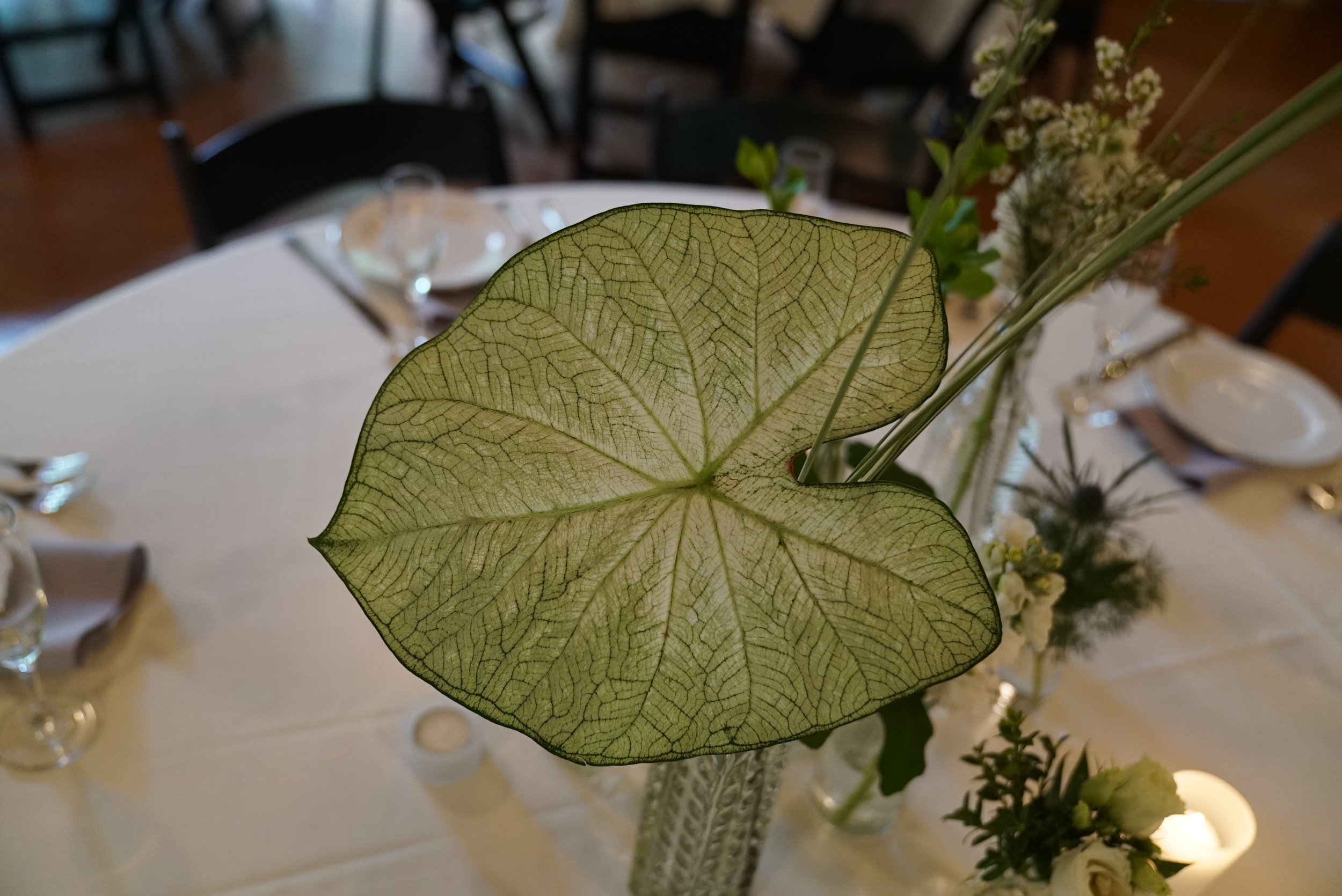  One of my favorite parts of the decor....giant caladium leaves. These were grown from bulbs starting in early July with the wedding in mind. Thanks to warm temperatures extending into September, we were able to harvest them at their peak. These are 