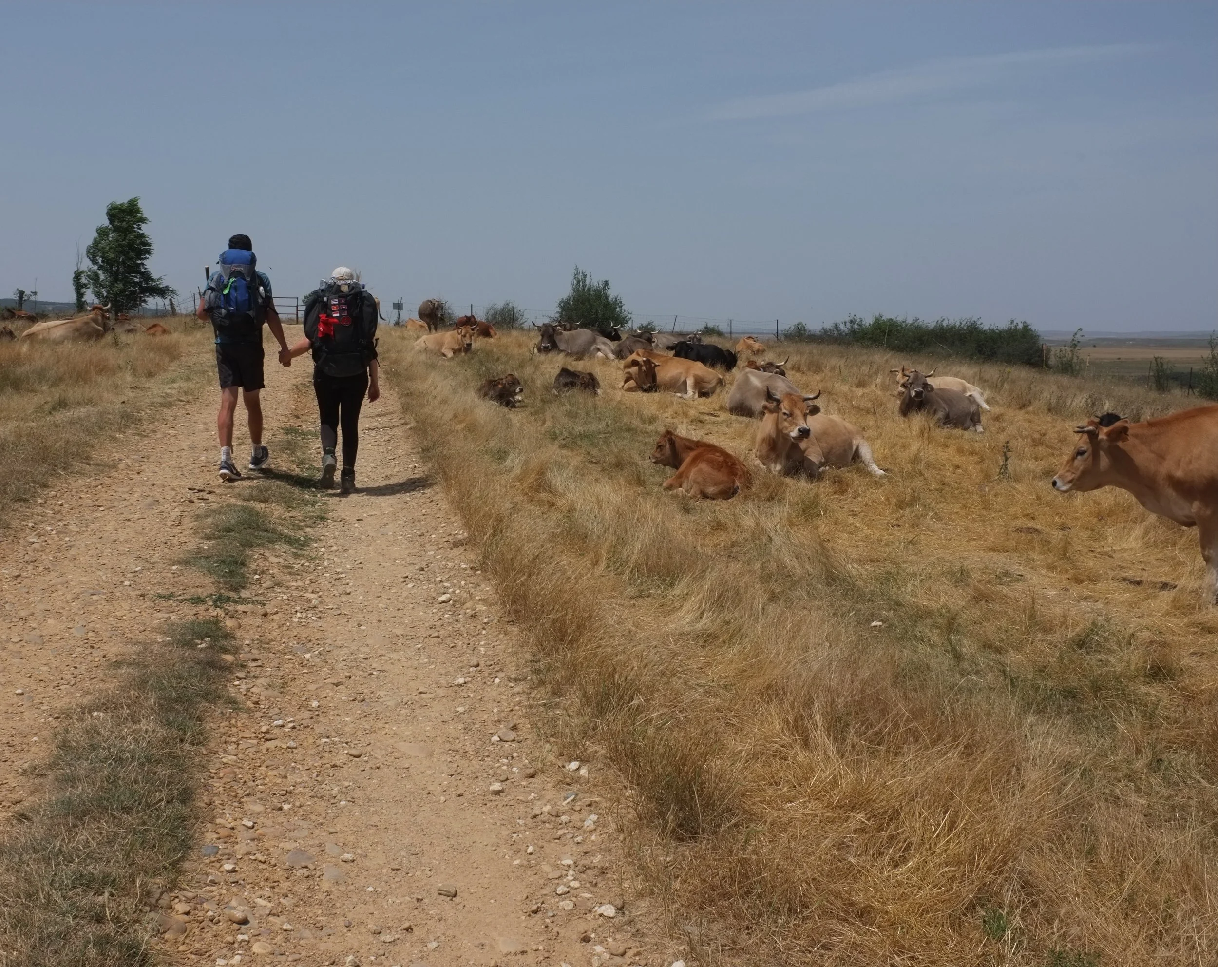 A coupl nervously crossing a pasture just before Agés