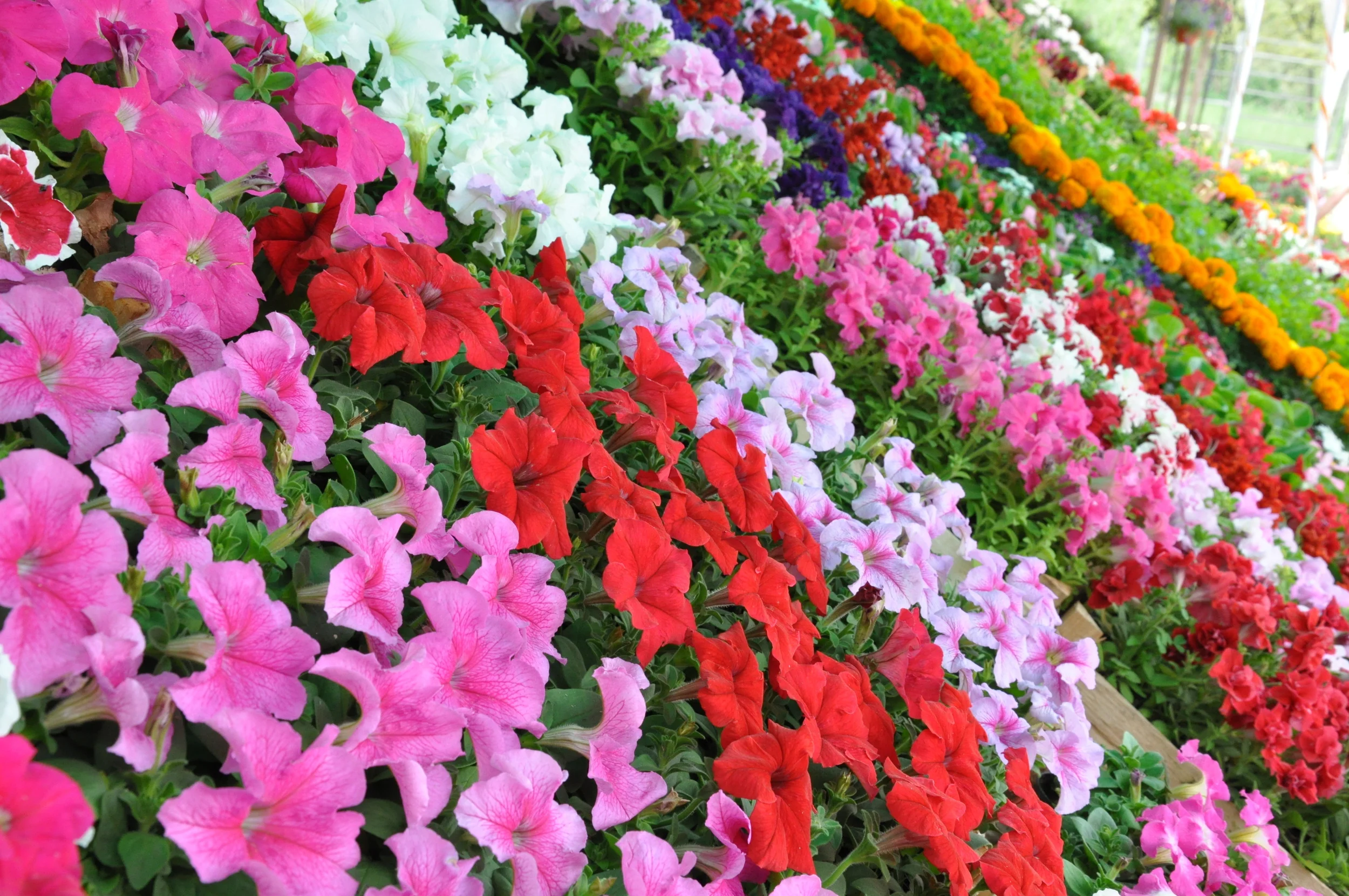 ANNUAL FLOWERS.jpg
