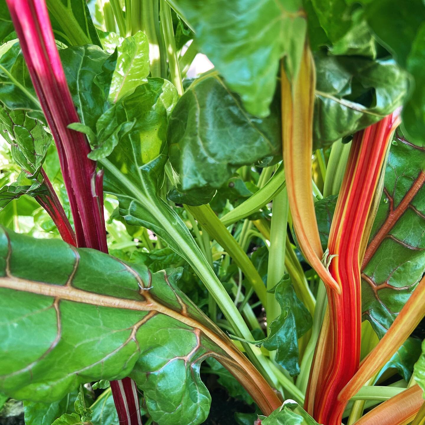 Groovy rainbow chard!