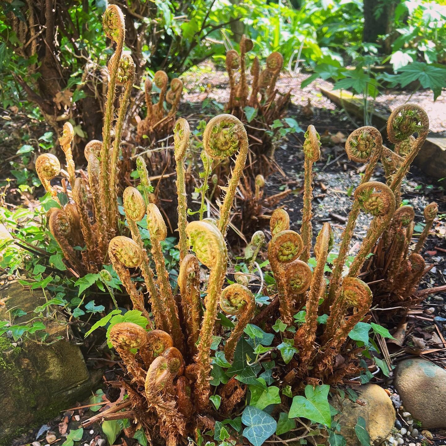 Ferns ❤️ all this rain! #jurassicpark