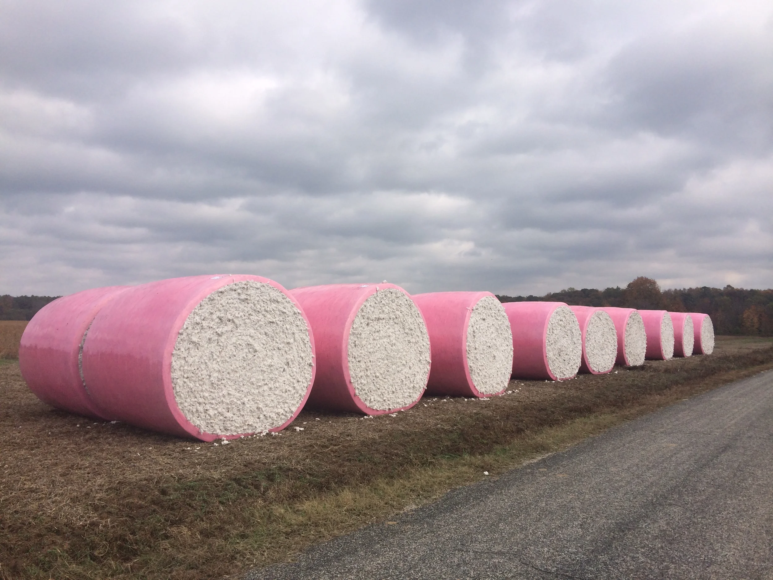 Cotton in Charles City County after the harvest