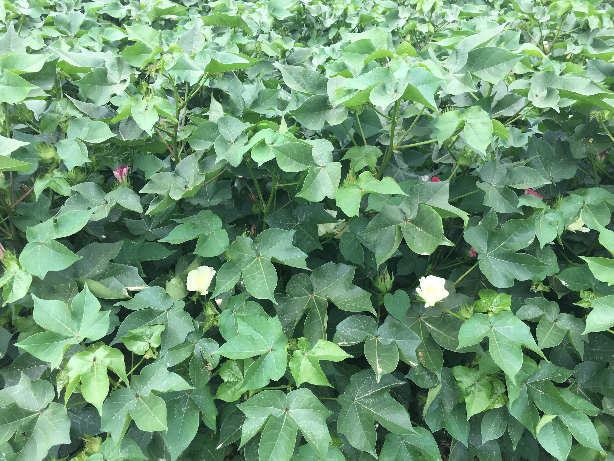 Vibrant green leaves in the cotton fields