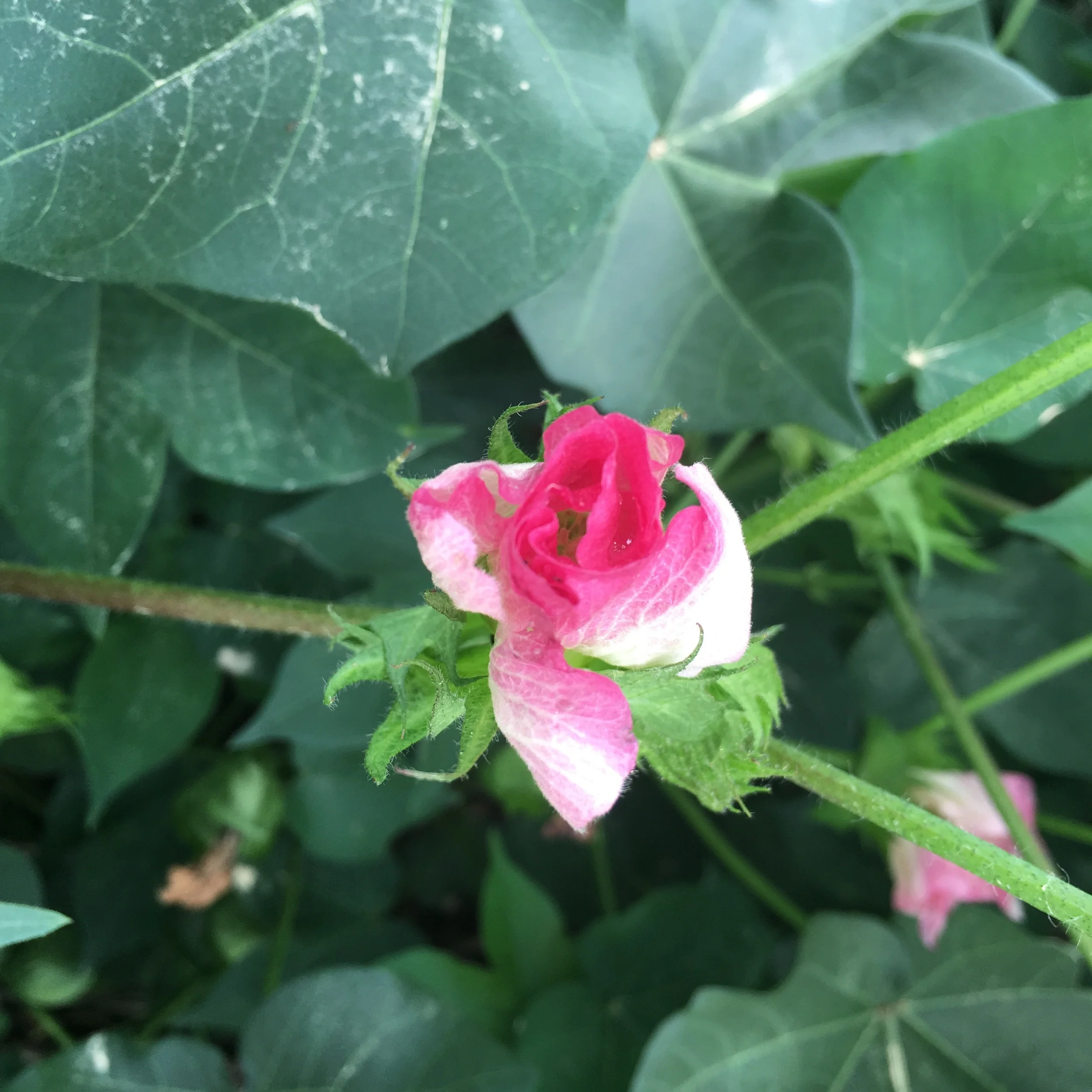 Cotton Blossom after self-pollinating