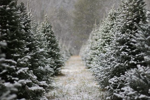 Capturing the essence of the tree farm, and bringing the thrill of joy through the sights and smells of wonder to your home.