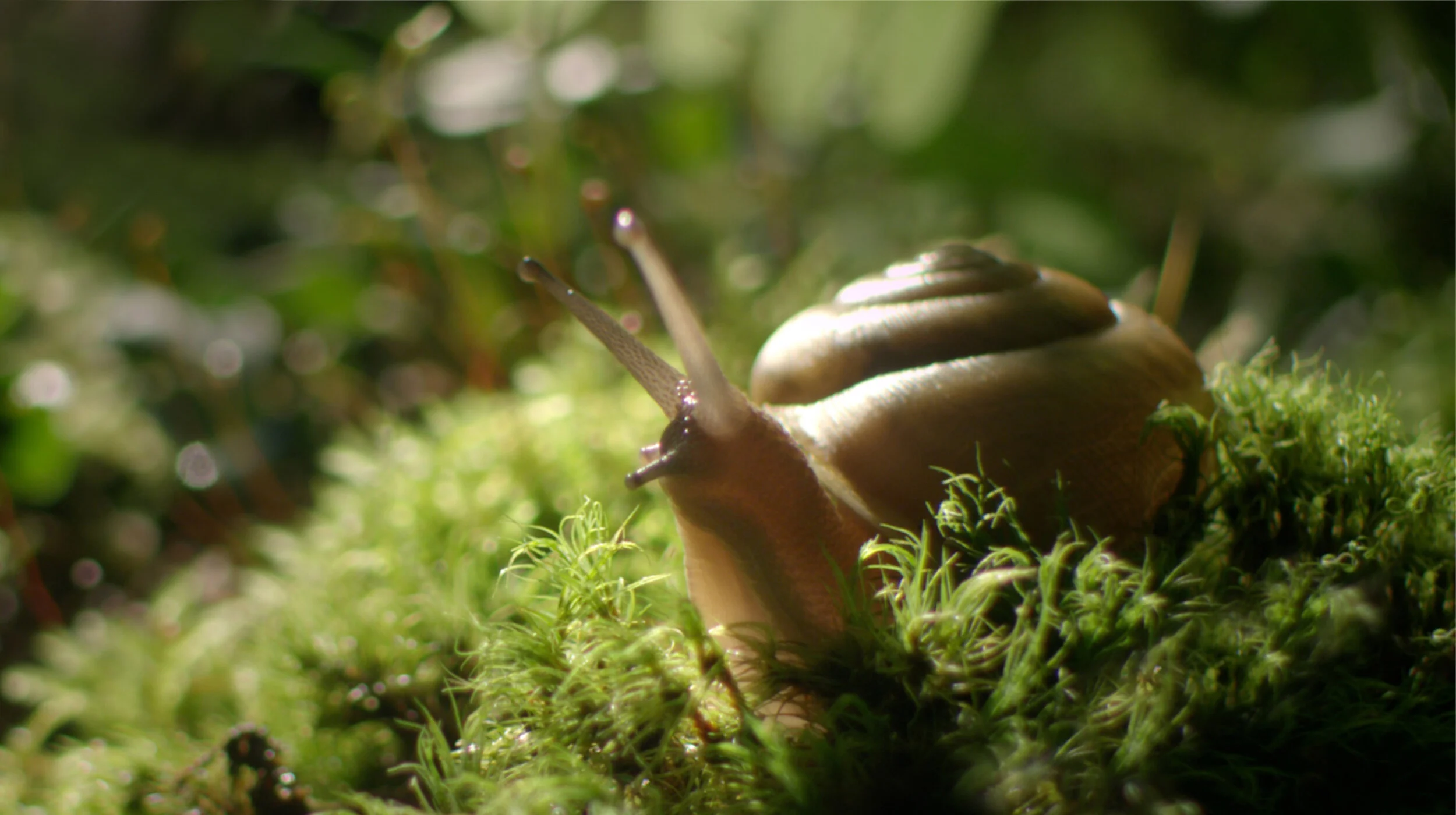 A brown garden snail sits on some plants.