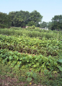 Crops.jpg