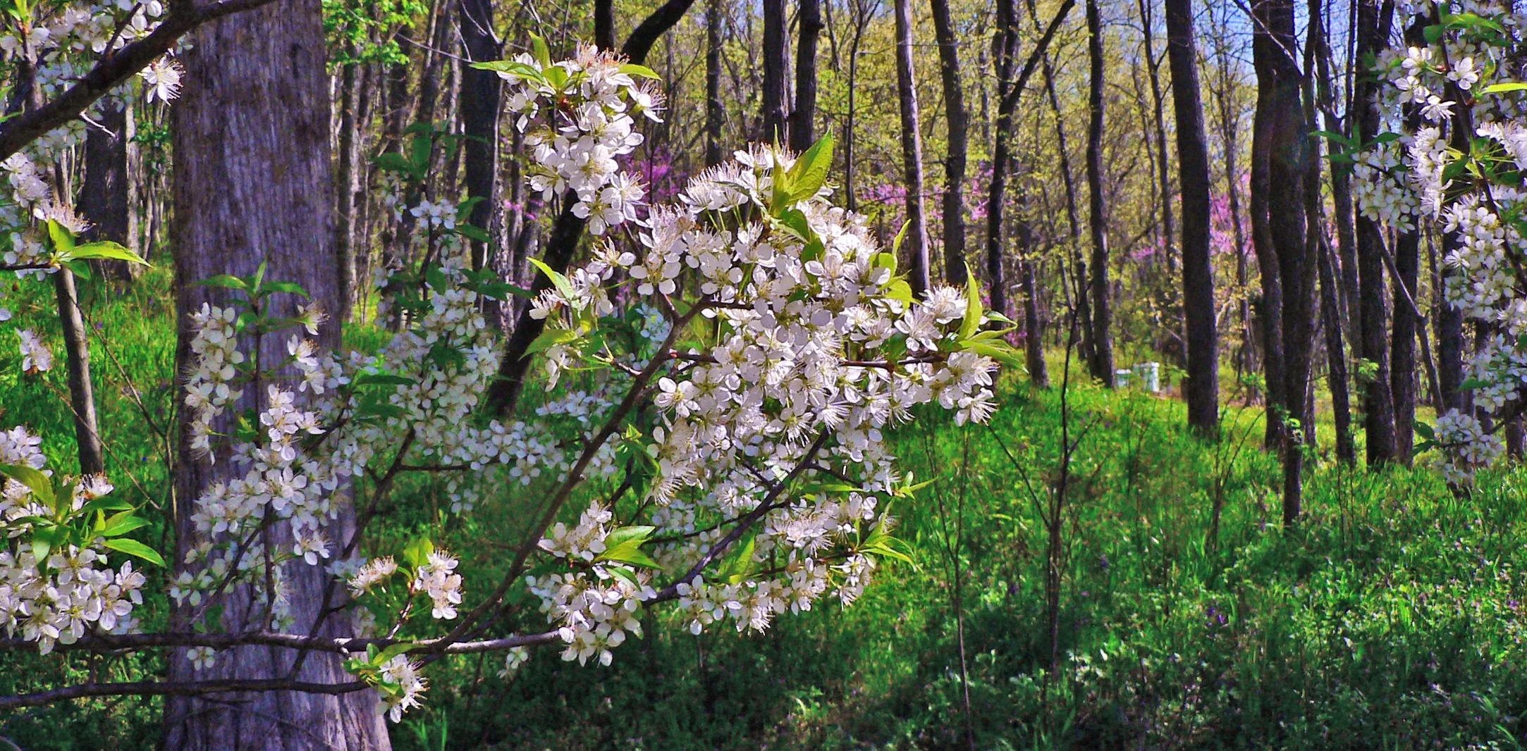 PHOTO: Goose Plum Tree by Vern Uchtman